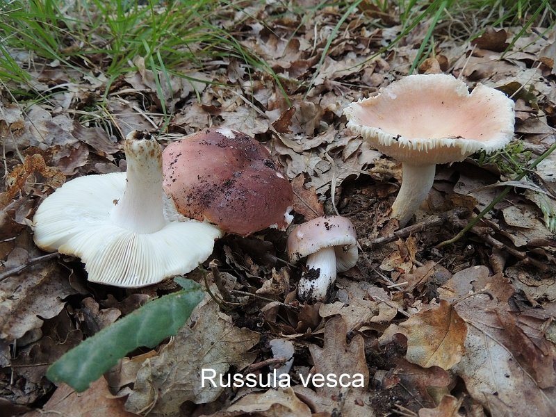 Russula vesca-amf1751.jpg - Russula vesca ; Syn: Russula heterophylla var.vesca ; Nom français: Russule vieux-rose